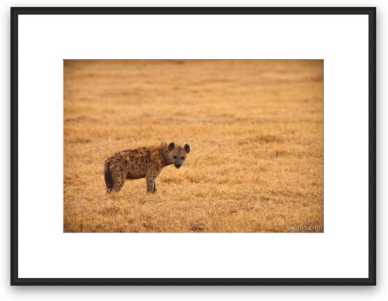 Spotted hyena Framed Fine Art Print