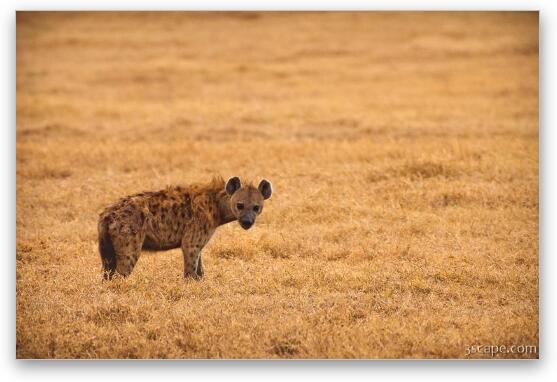 Spotted hyena Fine Art Print