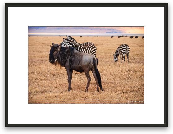 Wildebeest and zebras Framed Fine Art Print