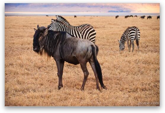 Wildebeest and zebras Fine Art Print