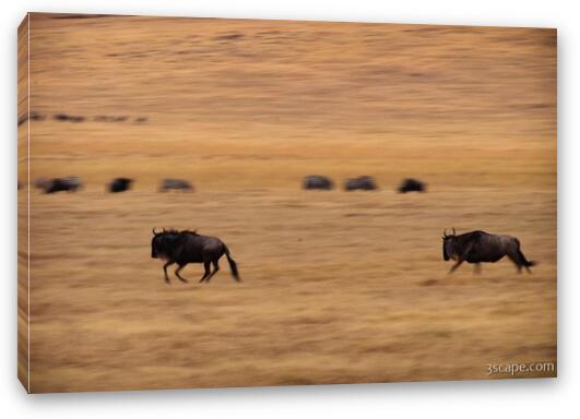 Wildebeest running Fine Art Canvas Print