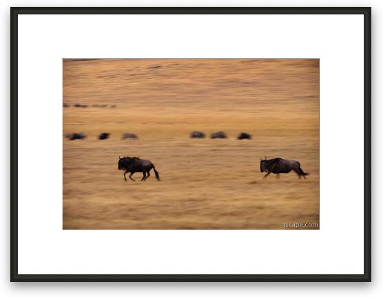 Wildebeest running Framed Fine Art Print