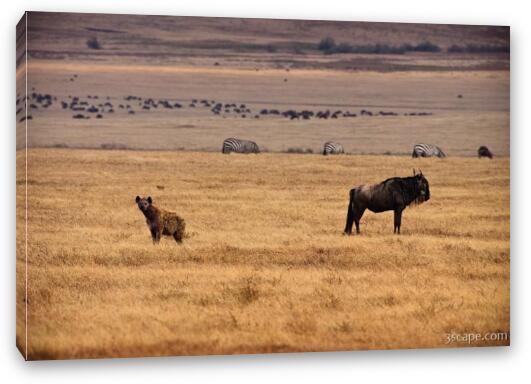 Hyena and Wildebeest, living side by side Fine Art Canvas Print