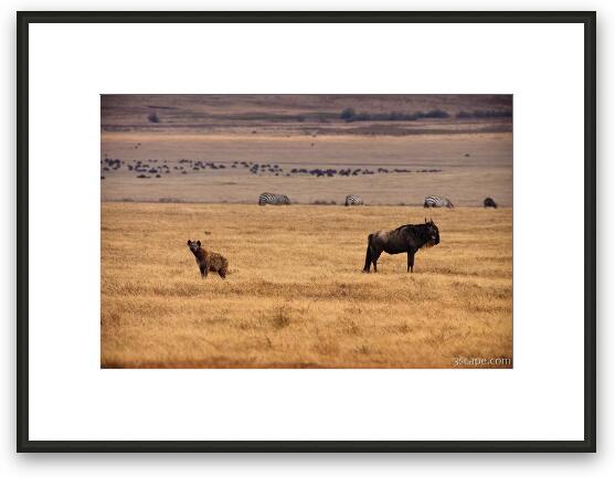 Hyena and Wildebeest, living side by side Framed Fine Art Print