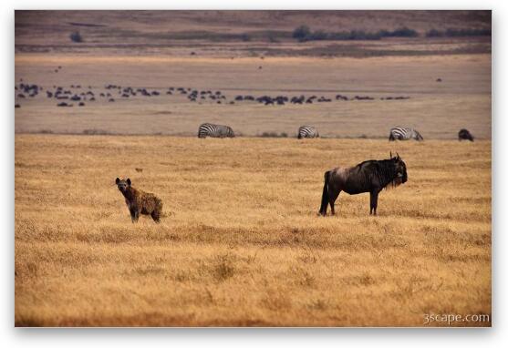 Hyena and Wildebeest, living side by side Fine Art Metal Print