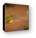 Cinnamon-chested Bee-eater Canvas Print