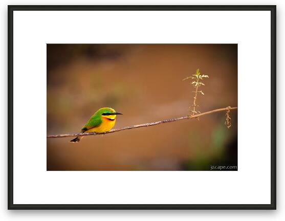 Cinnamon-chested Bee-eater Framed Fine Art Print