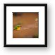 Cinnamon-chested Bee-eater Framed Print