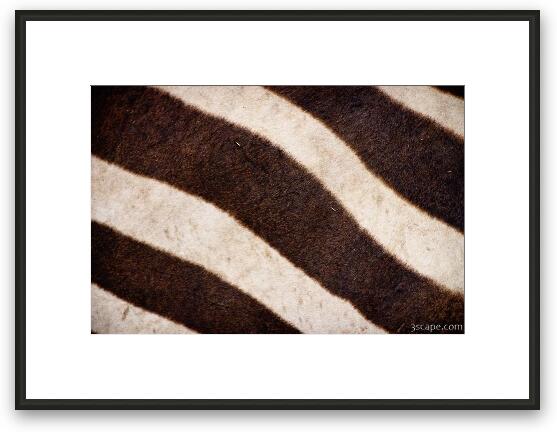 Zebra stripes Framed Fine Art Print
