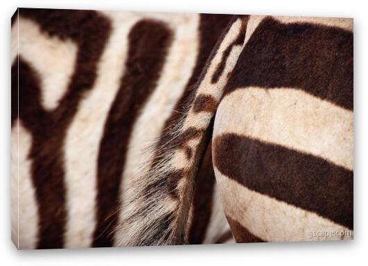 Close up of a few zebras Fine Art Canvas Print