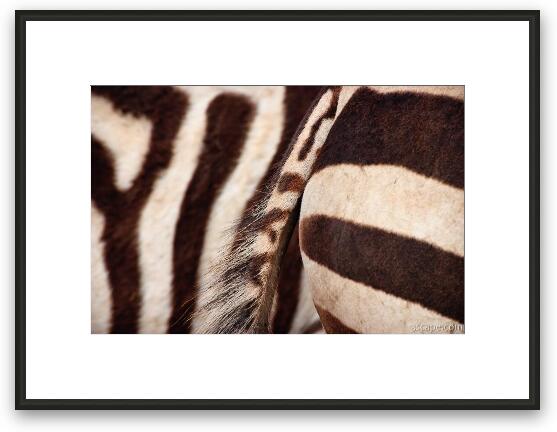 Close up of a few zebras Framed Fine Art Print