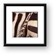 Close up of a few zebras Framed Print