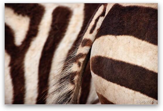 Close up of a few zebras Fine Art Print