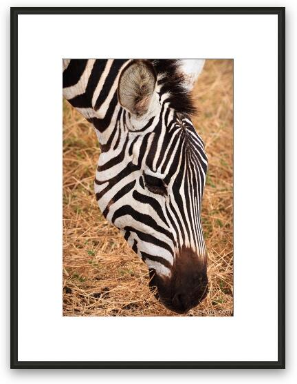 Common Zebra Framed Fine Art Print