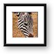 Common Zebra Framed Print