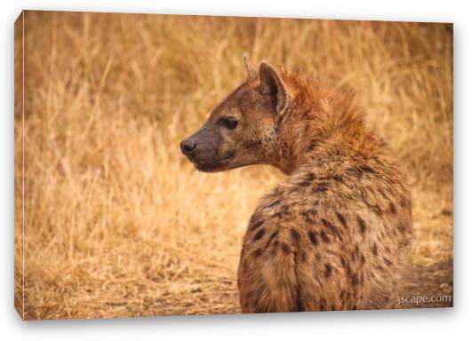 Spotted Hyena Fine Art Canvas Print