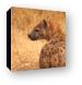 Spotted Hyena Canvas Print