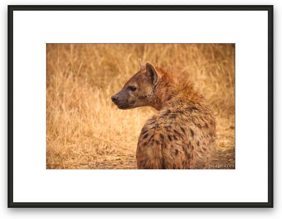 Spotted Hyena Framed Fine Art Print