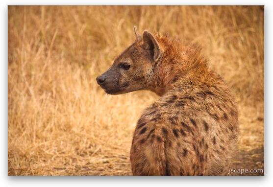 Spotted Hyena Fine Art Print