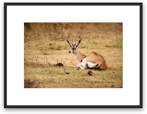 Thomsons Gazelle Framed Fine Art Print