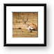 Thomsons Gazelle Framed Print