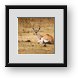 Buy Framed Print