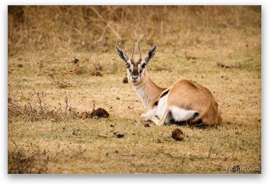 Thomsons Gazelle Fine Art Metal Print