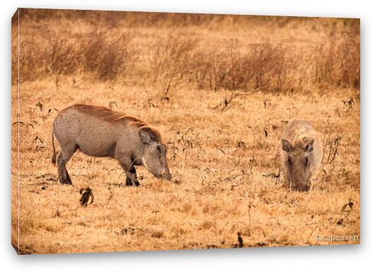Warthogs searching for food Fine Art Canvas Print
