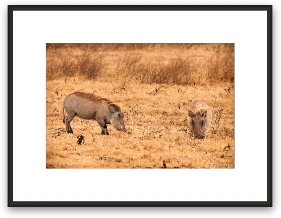 Warthogs searching for food Framed Fine Art Print