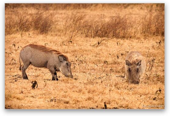 Warthogs searching for food Fine Art Metal Print