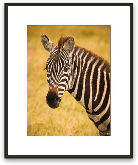 Zebra Framed Fine Art Print