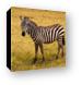 Common Zebra Canvas Print