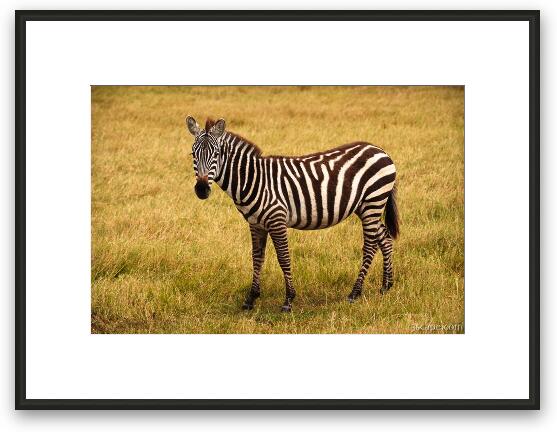 Common Zebra Framed Fine Art Print