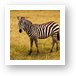 Common Zebra Art Print