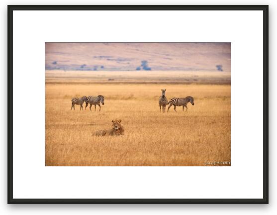 Zebras sneaking past a lion Framed Fine Art Print