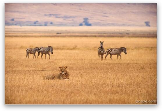 Zebras sneaking past a lion Fine Art Metal Print