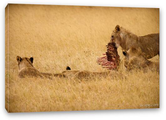 These lions had their fill of an unlucky zebra Fine Art Canvas Print