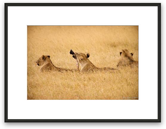 Hungry Lions Framed Fine Art Print