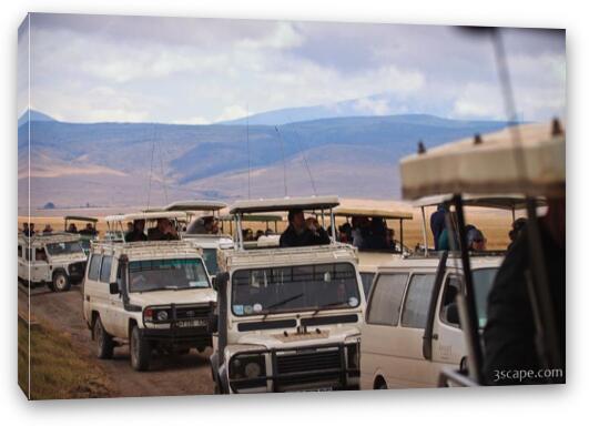 A huge throng of safari vehicles showed up to watch the feeding Fine Art Canvas Print