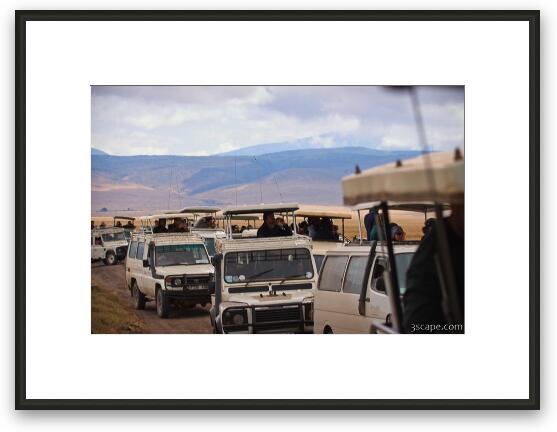 A huge throng of safari vehicles showed up to watch the feeding Framed Fine Art Print