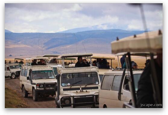 A huge throng of safari vehicles showed up to watch the feeding Fine Art Metal Print