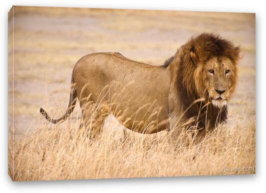 Large male lion Fine Art Canvas Print