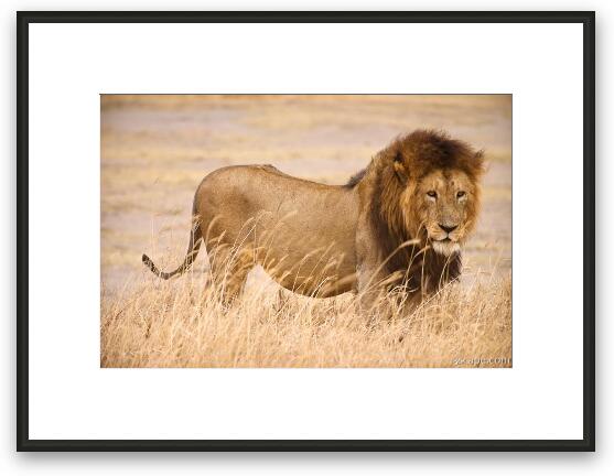 Large male lion Framed Fine Art Print