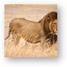 Large male lion Metal Print