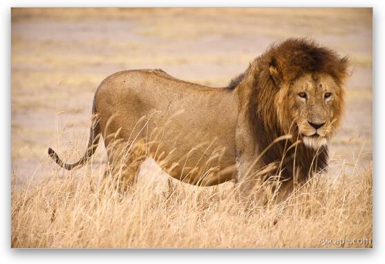 Large male lion Fine Art Print