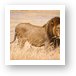 Large male lion Art Print