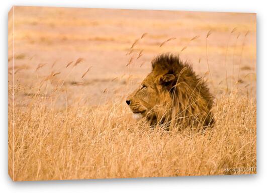King Of The Pride Fine Art Canvas Print