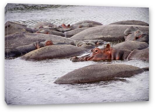 A pile of hippos resting in the cool water Fine Art Canvas Print