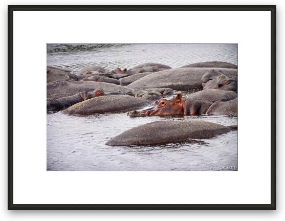 A pile of hippos resting in the cool water Framed Fine Art Print