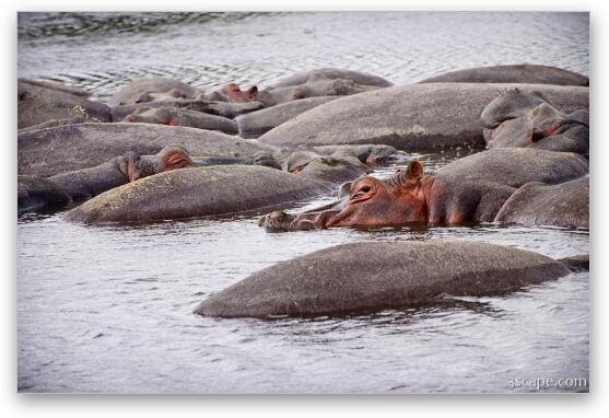 A pile of hippos resting in the cool water Fine Art Metal Print